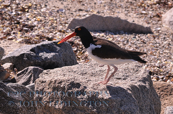 DSC_0267e