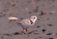 PipPlovAg1